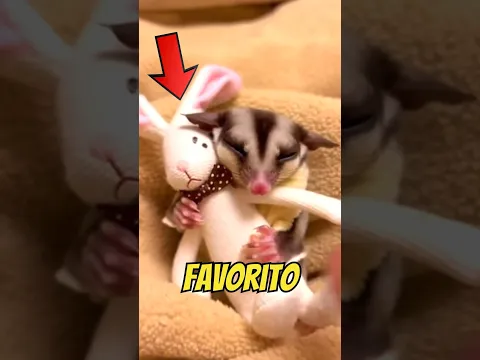 NUNCA tente tirar o BRINQUEDO FAVORITO desse BICHINHO! 😱