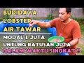 Download Lagu BUDIDAYA LOBSTER AIR TAWAR‼️ MODAL 1 JUTA UNTUNG RATUSAN JUTA DALAM WAKTU SINGKAT