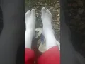Download Lagu Bau kaos kaki ,ada lalat.