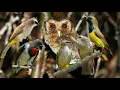 Download Lagu Pikat burung dengan burung hantu, hasil nya mantap