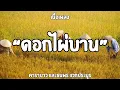 ดอกไผ่บาน   คาราบาว&ธนพร แวกประยูร   เนื้อเพลง🎧🎧