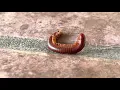 Download Lagu Rusty Millipede Death Curl