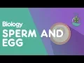 Lagu Sperm and Eggs Cells | Cells | Biology | FuseSchool