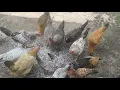 Happy Free Range Chickens Eating Coconut