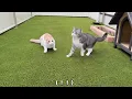 同時に虫を見つけて捕まえようと取り合いになった猫たちがこうなっちゃいました笑