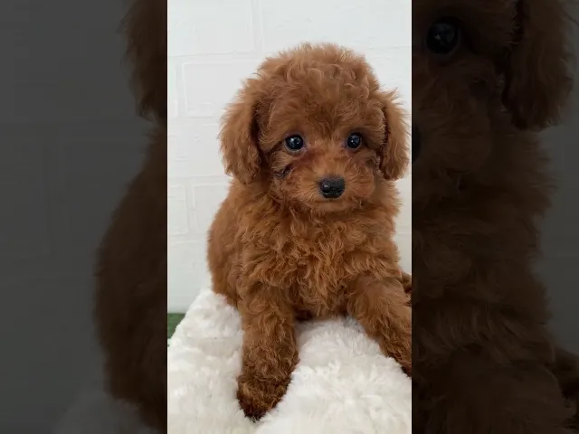 動画