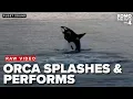 RAW Orca whale s splashing performance near Fox Island