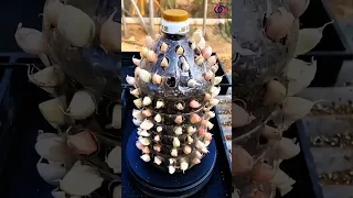 طريقة مدهشة لزراعة الثوم في المنزل Shorts 