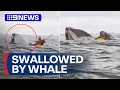 The moment kayaker is swallowed by a whale 9 News Australia