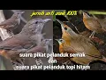Lagu suara pikat pelanduk semak dan pelanduk topi hitam paling ampuh jernih jejak si thole #part 088