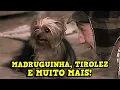 Lagu Os cachorros de Chaves e Chapolin que TODO MUNDO ama!