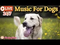 Lagu 🔴[LIVE] Dog Music🎵🐶Soothing Music for Dog Deep Sleep🐶💖Music to Ease Separation Anxiety💖9