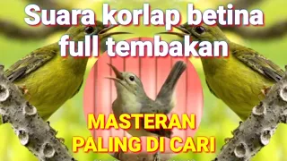 suara korlap betina gacor full tembakan speed rapat masteran burung juara kolibrikelapa sunbird