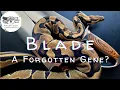 The Blade Ball Python State of the Morph 2023 Underrated Forgotten