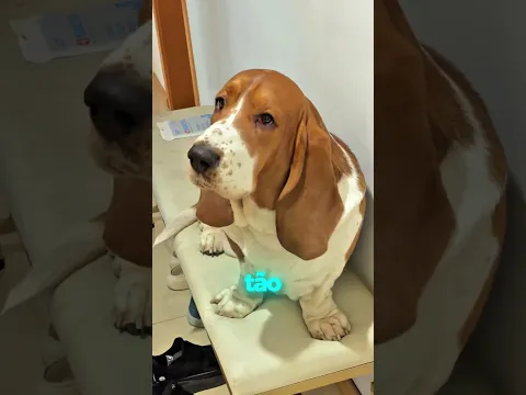 O CACHORRINHO FINALMENTE CONHECEU SEU IRMÃO! 🐶🥹❤️