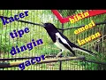 Download Lagu suara kacer tipe \