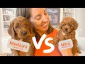 Choosing the Right Goldendoodle Size A Complete Guide
