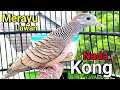 Download Lagu Perkutut lokal gacor suara besar - NADA KONG