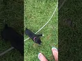 Florida Cracker Homestead s Boxer Puppies