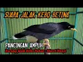 Download Lagu jalak kebo betina memanggil jantan ampuh buat pancingan jalak kebo agar bunyi bikin jalak gacor