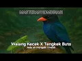 Download Lagu Masteran Kombinasi Walang Kecek Sambung Tengkek Buto Jeda Air Mengalir 1 Menit