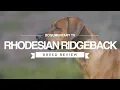 RHODESIAN RIDGEBACK BREED REVIEW
