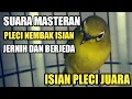 SUARA MASTERAN BURUNG PLECI NEMBAK FULL ISIAN PALING BANYAK DICARI PLECI MANIA #MASTERAN