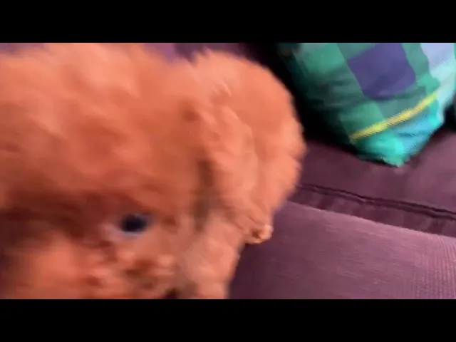 動画