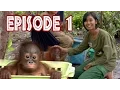 Download Lagu We Love Orangutans | Mia Puspita - Babysitter at BOS Foundation Nyaru Menteng
