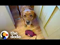 Download Lagu Failed Service Dog Loves To Help His Mom Out On His Own Terms | The Dodo