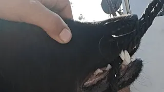 Dogs Lover Shorts