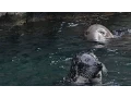 How Are Seals Different from Sea Lions