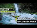 Burung Gacor Seharian dengan Terapi Suara Air Terjun Alami yang Menenangkan #TerapiBurung #viral