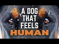 The Most Human-Like Dog You ll Ever Meet