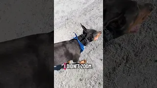 #Fyp #dream #YouTube #doberman #pets