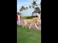 Download Lagu New hobby @dubai, pelihara singa dan harimau - sie pin u