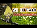 Download Lagu PLECI PAPUA NGEROLL , NGRIWIK , NGALAS , PANCINGAN PLECI PAPUA BAHAN \u0026 PLECI PAPUA MACET BUNYI