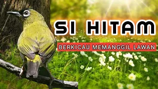 Download PLECI PAPUA NGEROLL , NGRIWIK , NGALAS , PANCINGAN PLECI PAPUA BAHAN \u0026 PLECI PAPUA MACET BUNYI MP3