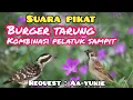 Download Lagu SUARA PIKAT BURUNG GEREJA TARUNG KOMBINASI PELATUK SAMPIT