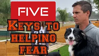 Download Learn how to help your fearful dog with my 5 keys to fixing fear MP3