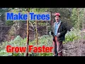 Download Lagu Thinning The Trees on My Forest Land - Forest Management