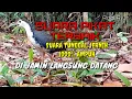 Download Lagu 🔴 Suara pikat ruak ruak paling ampuh 1000%,suara tunggal terbaik,dijamin langsung datang