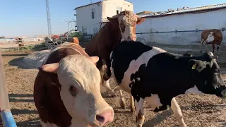amazing bull mating fast jumpers season 2 session 4