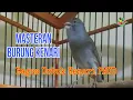 Download Lagu SUARA AMPUH..!!! PANCINGAN DAN MASTERAN KENARI MACET BUNYI AGAR KEMBALI GACOR [LS_176]