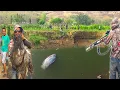 Download Lagu GILA BOSS ‼️ BERBONDONG IKAN SAK BANTAL  PADA MABUK DI BENDUNGAN COLO