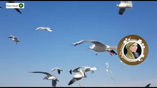 حبايبنا عاملين أية    رائعه من روائع صوت الحب   نجاة الصغيرة  دندنها