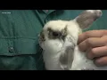 Tiny Tails brings the petting zoo to you KVUE