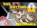 Ball Python Egg Cutting OD YB Banana Leopard Pieds