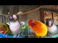 Download Lagu Lovebirds Meal Time - Wednesday, December 3rd, 2020