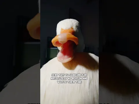 Everybody dance now #shorts #petduck #dancing
